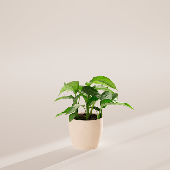 Schismatoglottis Silver Moon