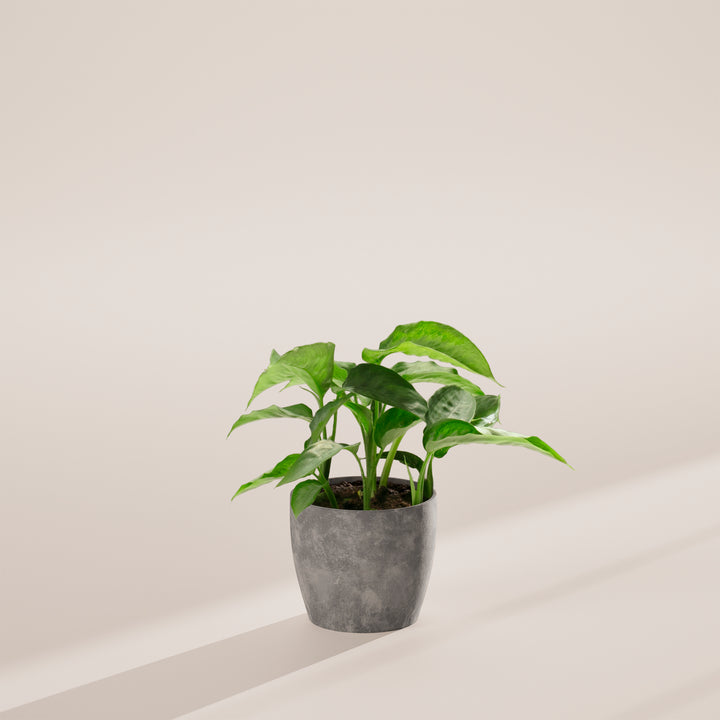Schismatoglottis Silver Moon