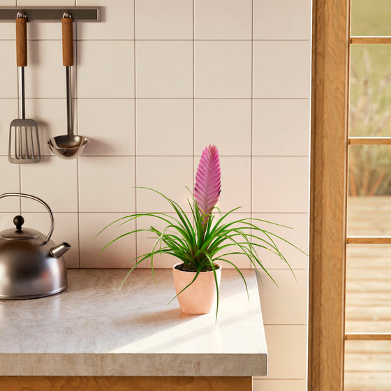 Tillandsia 'Summer'