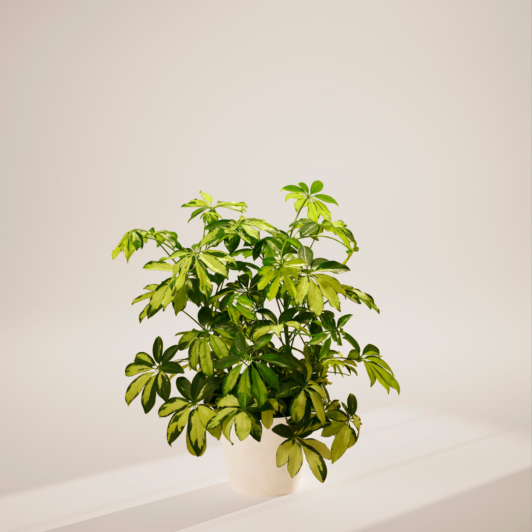 Umbrella Plant (Schefflera Gold Capella)
