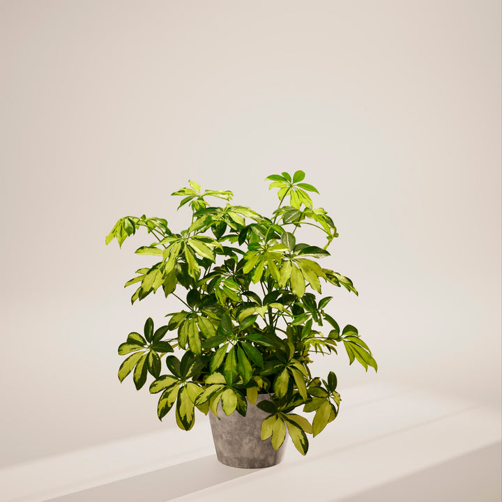 Umbrella Plant (Schefflera Gold Capella)