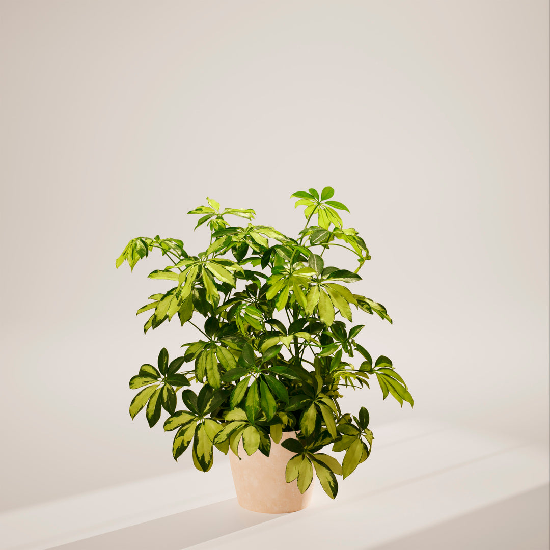 Umbrella Plant (Schefflera Gold Capella)
