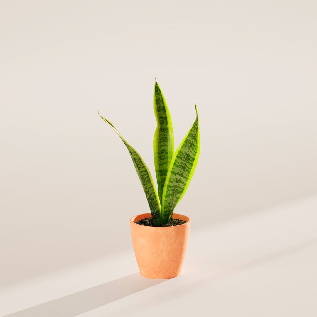 Plant in a Box - Sansevieria Laurentii - Set of 3 Plant in a Box - Sansevieria Laurentii - Set of 3