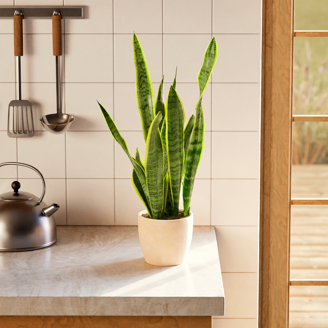 sansevieria porte-bonheur Sansevieria Laurentii For sale, Including Care Guide Small / Grower / Varies