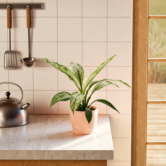 Spathiphyllum Sensation Variegated