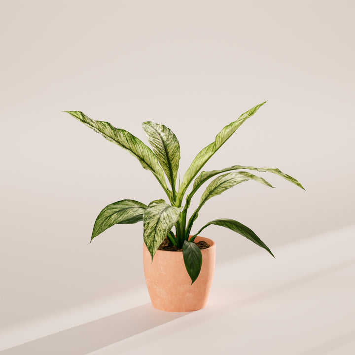 Spathiphyllum Sensation Variegated