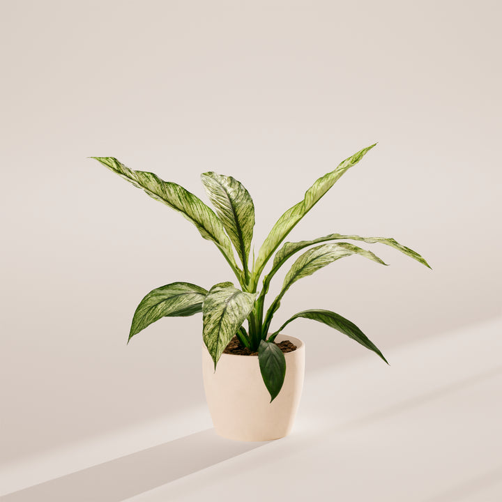 Spathiphyllum Sensation Variegated