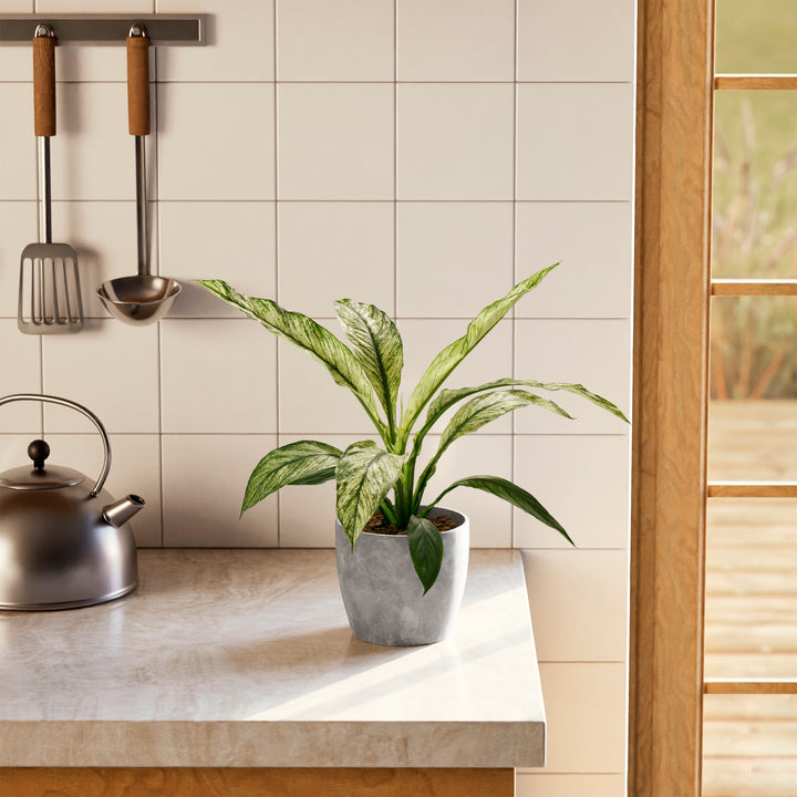 Spathiphyllum Sensation Variegated