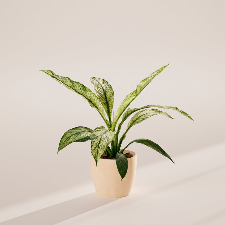 Spathiphyllum Sensation Variegated