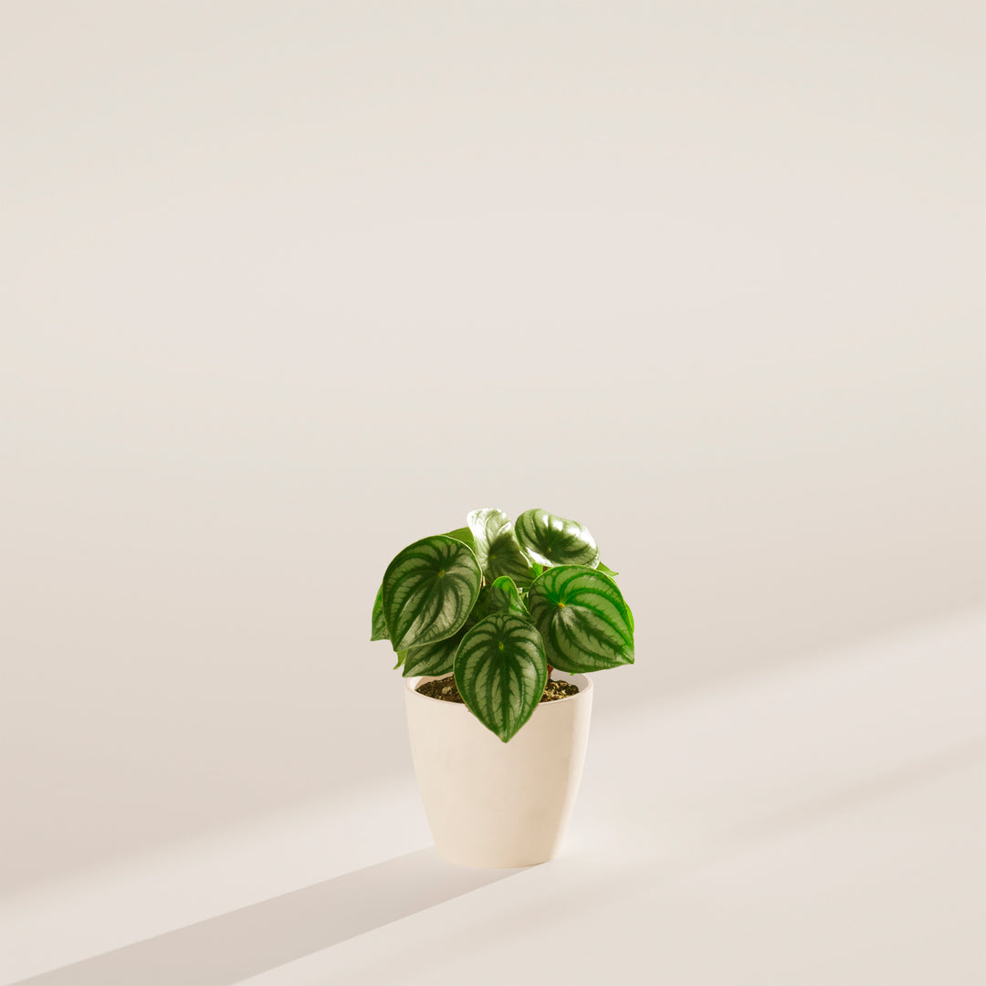 chinese money plant watermelon Watermelon Peperomia | Rare Plants