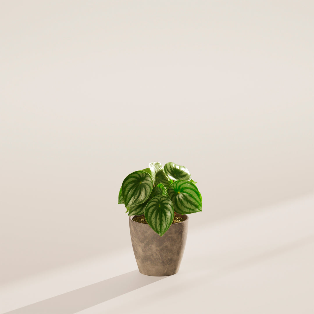 watermelon peperomia indoor plant Watermelon Peperomia | Rare Plants