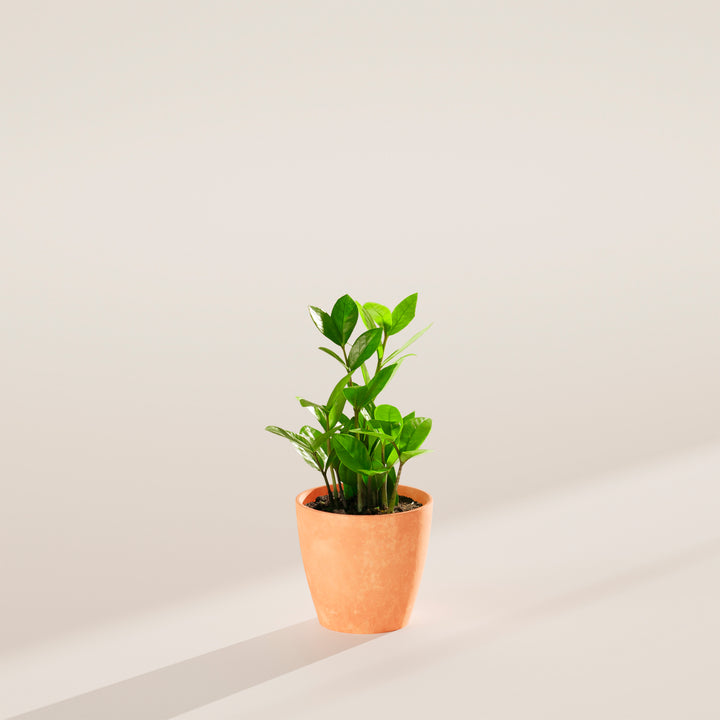 lucky zz plant ZZ Plant | Small, Medium & Large Options