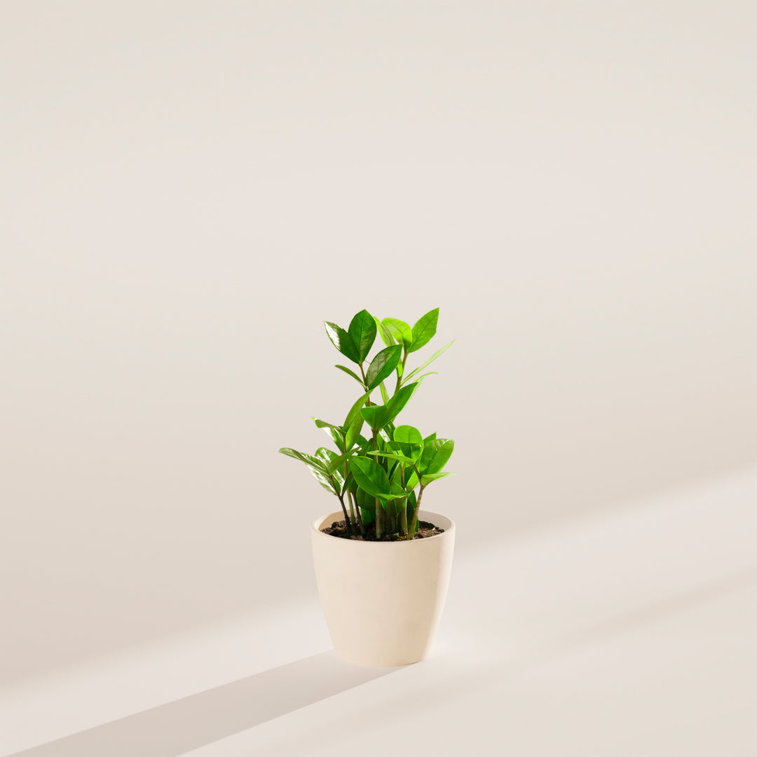 small zz plant in coconut eco pot ZZ Plant | Small, Medium & Large Options