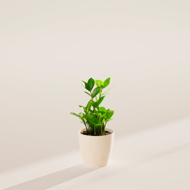 large zz plants for sale ZZ Plant | Small, Medium & Large Options