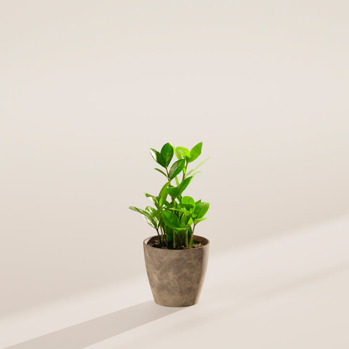 zz plant delivery ZZ Plant | Small, Medium & Large Options