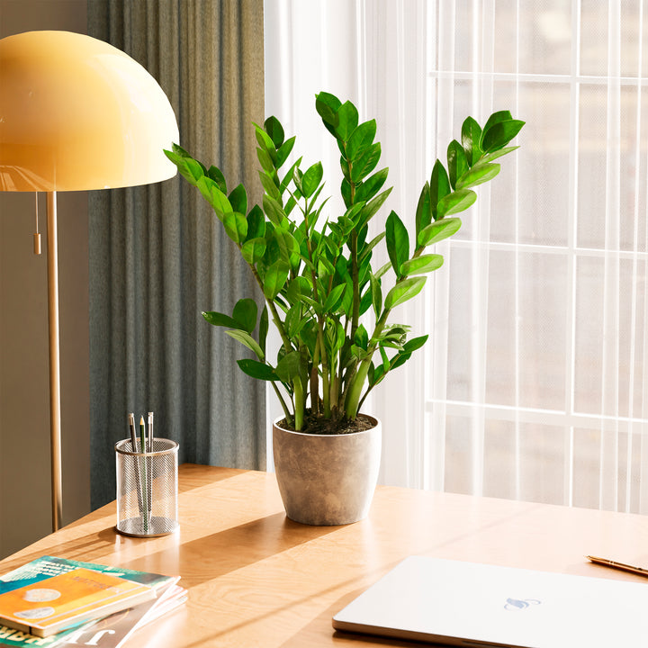 live zz plant ZZ Plant | Small, Medium & Large Options