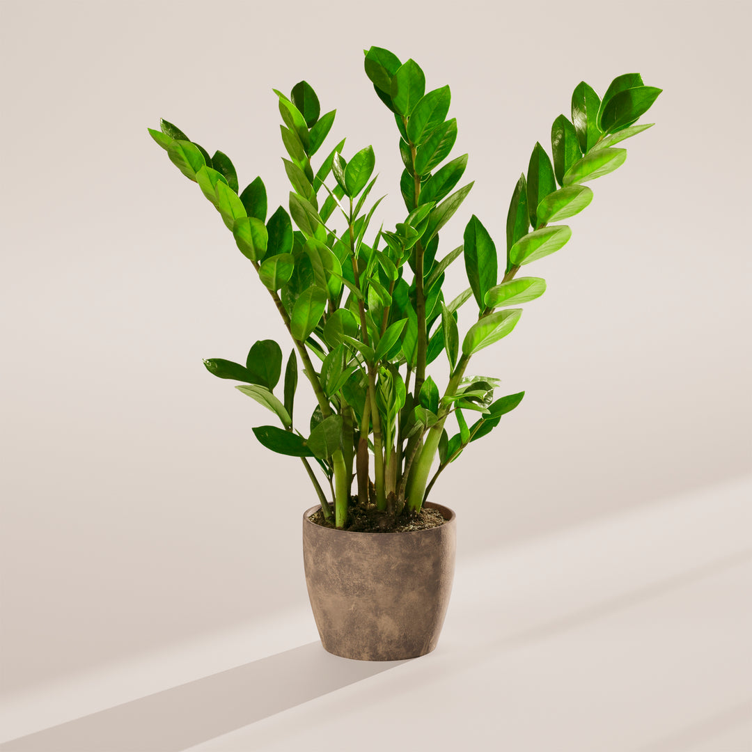 money tree zz plant ZZ Plant | Small, Medium & Large Options