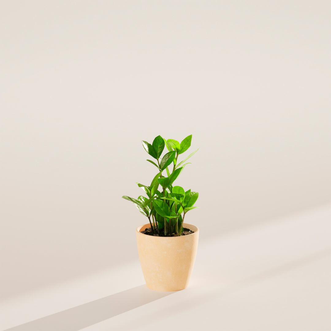 small green potted plants ZZ Plant | Small, Medium & Large Options