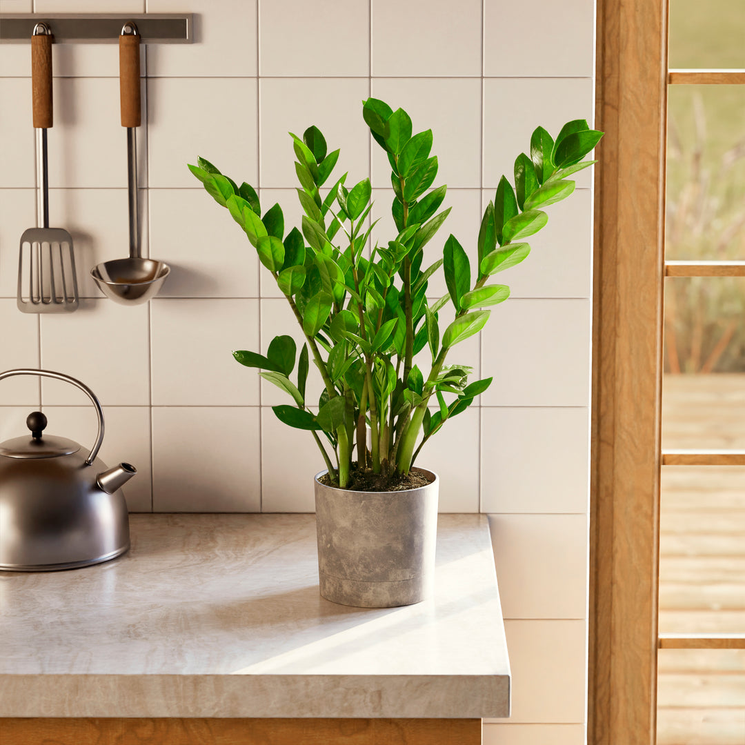 bella natural zz plant ZZ Plant | Small, Medium & Large Options