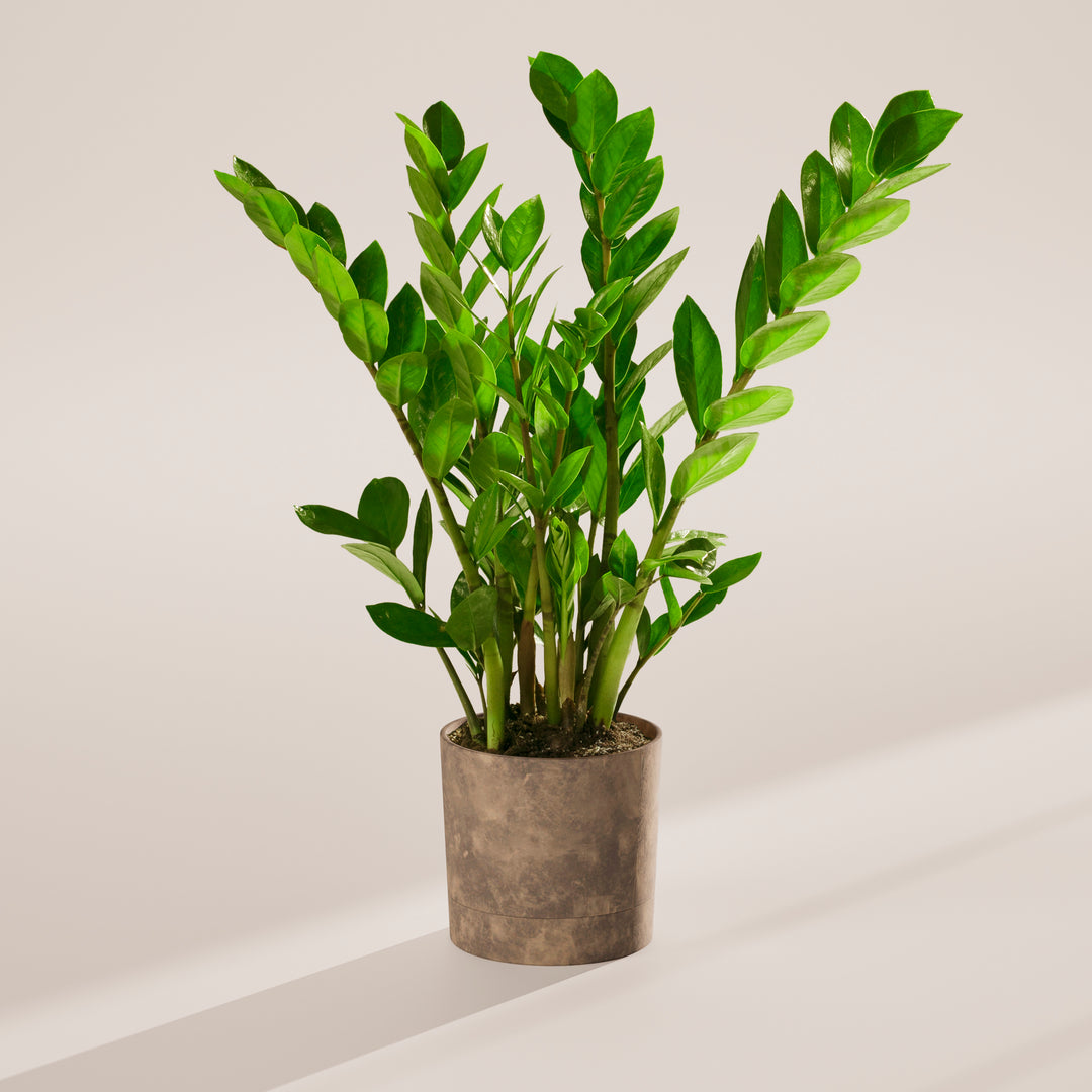 large zz plant to buy ZZ Plant | Small, Medium & Large Options