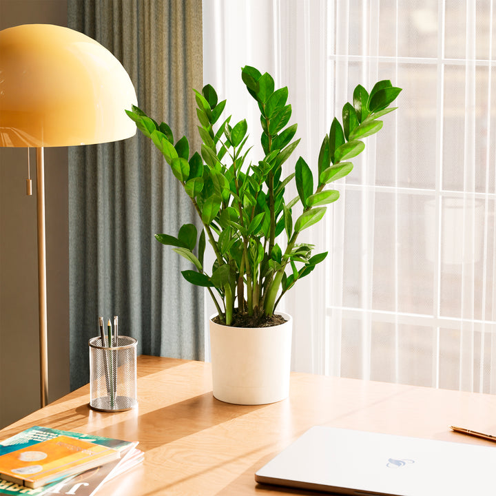 wild interiors zz plant ZZ Plant | Small, Medium & Large Options