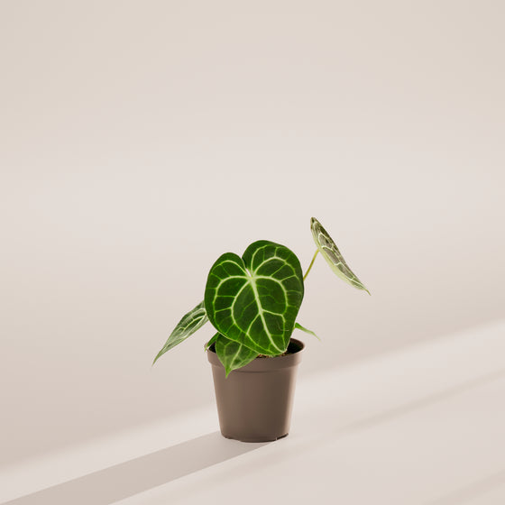 Anthurium Clarinervium