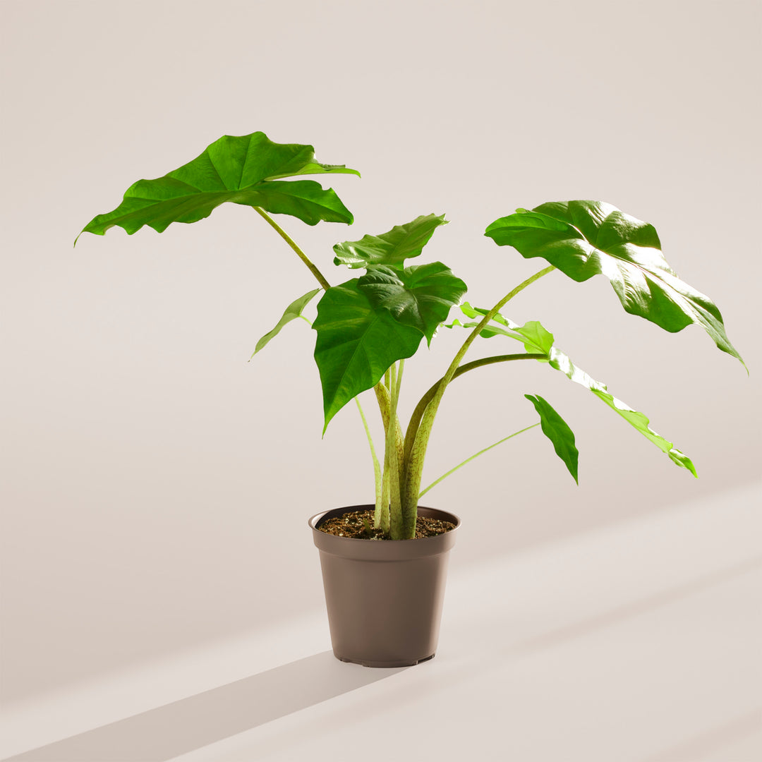 dividing california elephant ear plant Elephant Ears | Gagaena California