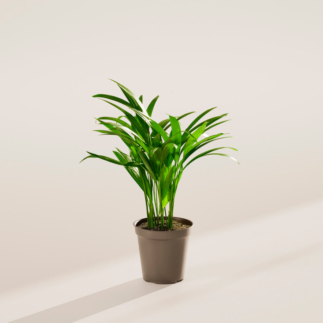 areca palm fertilizer indoor Areca Palm Indoor Tree