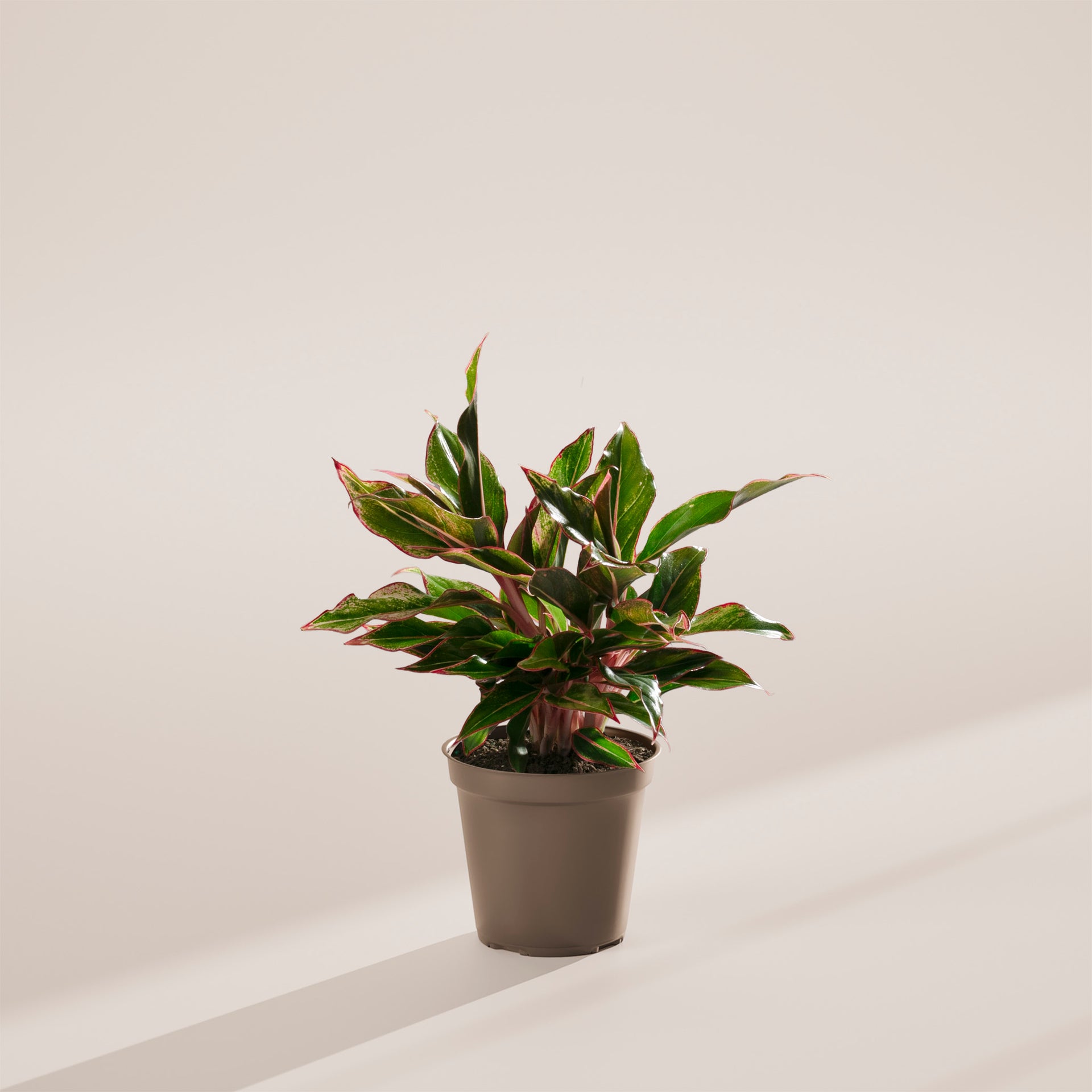 aglaonema king of siam Aglaonema Red Siam For Sale Including Care Guide Medium / Eco Pot / Earl Grey