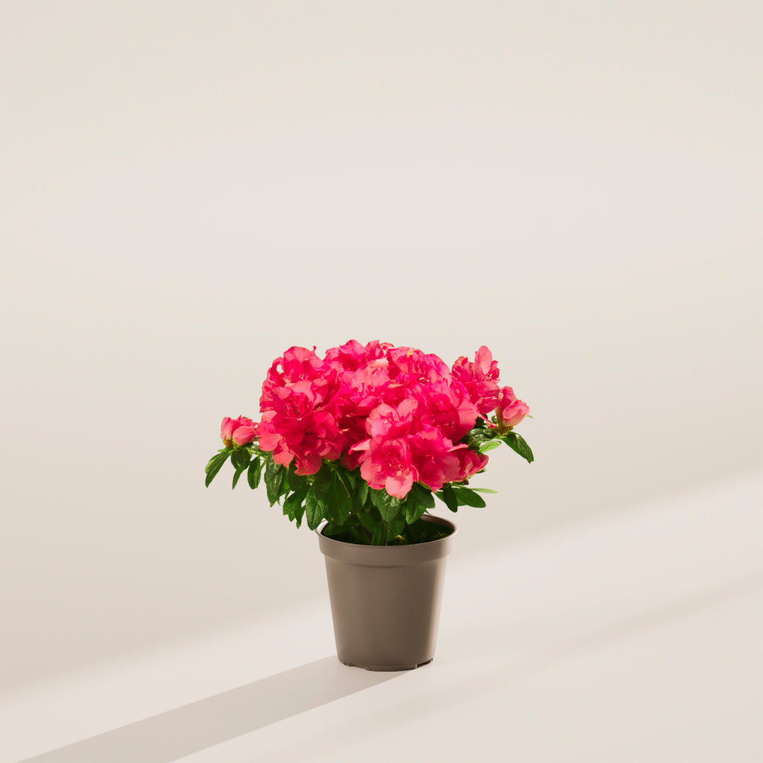 azalea plant in a pot Pink Blooming Azalea