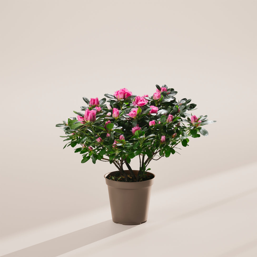 Pink Blooming Azalea