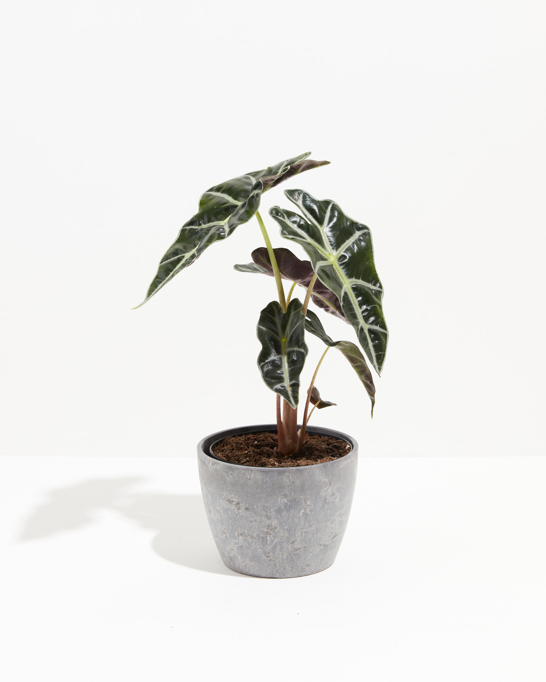 polly elephant ear plant care Alocasia Polly | Elephant Ear Plant