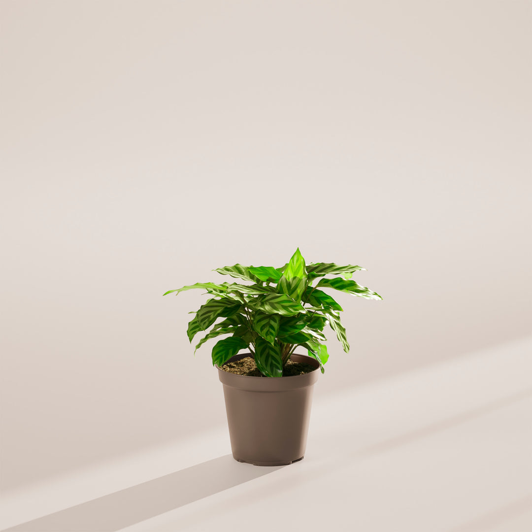 prayer plant freddie Calathea Freddie Concinna For Sale, Care Guide, Growing Tips Small / Eco Pot / Earl Grey