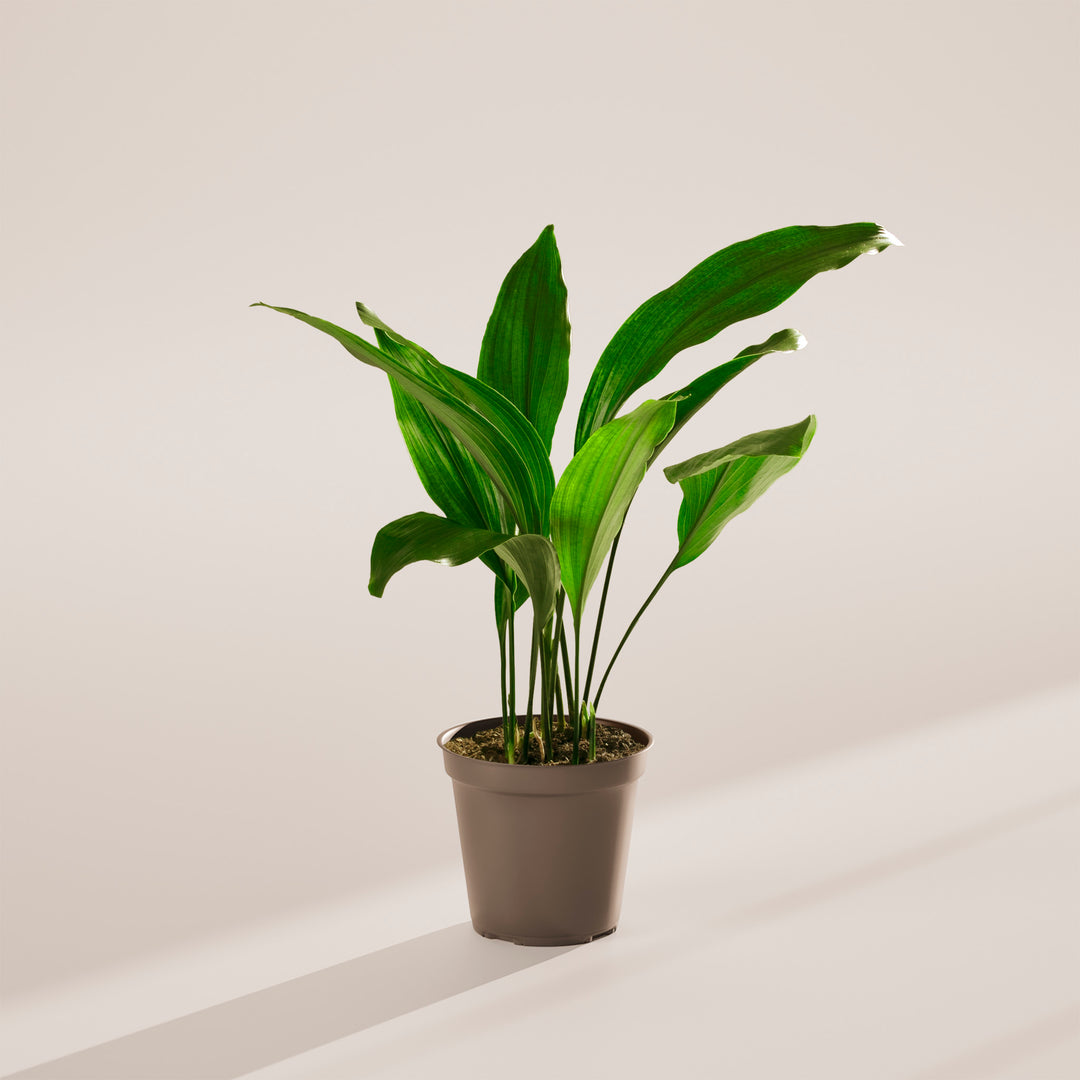 iron palm plant Cast Iron Plant