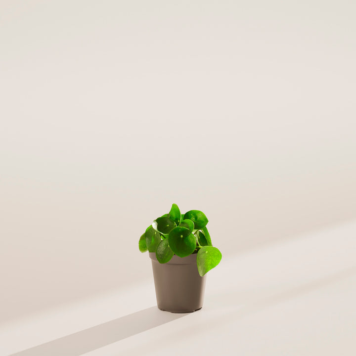 chinese money plant max size Chinese Money Plant | Pilea Peperomioides