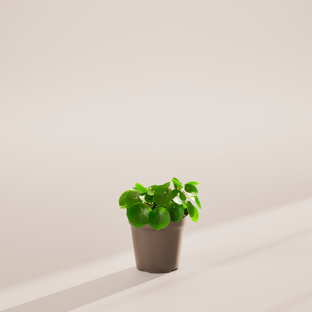 lucky chinese money plant Chinese Money Plant | Pilea Peperomioides