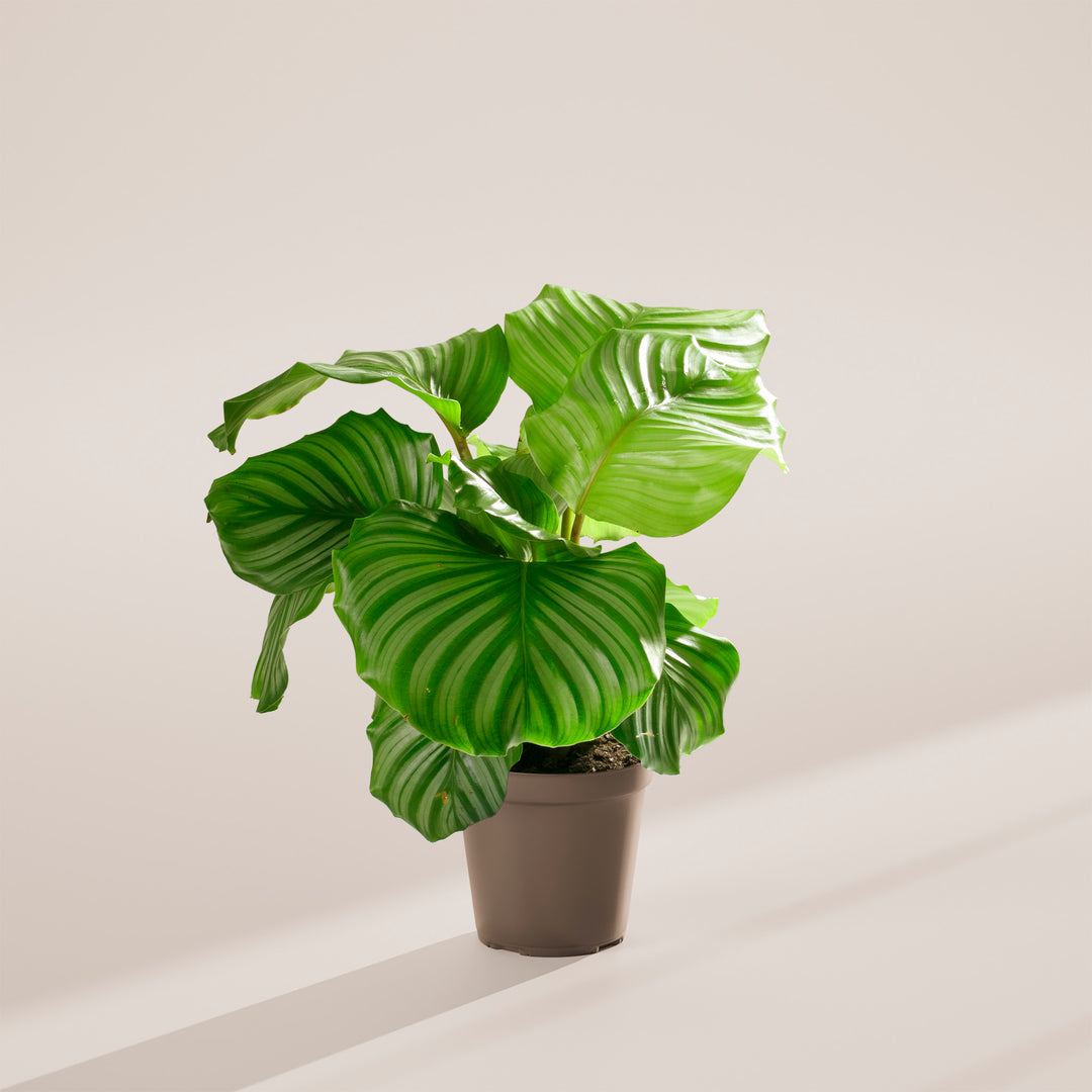 prayer plant orbifolia Calathea Orbifolia For Sale | Prayer Plants