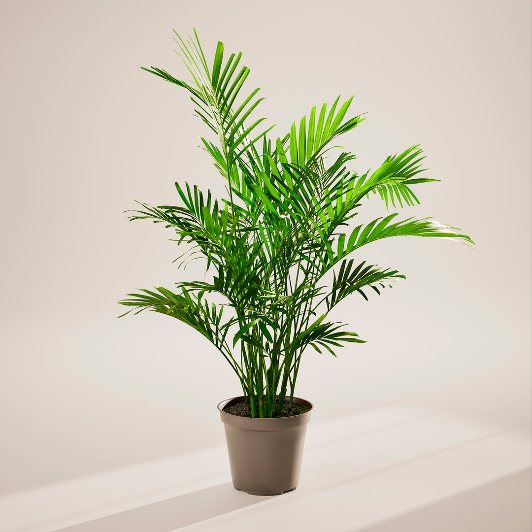 cat palm plant care Cat Palm | Palm Trees for Sale
