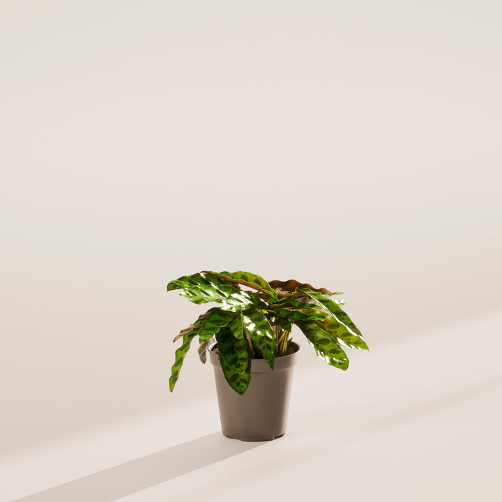 rattlesnake house plant Calathea Rattlesnake | Rare Prayer Plant