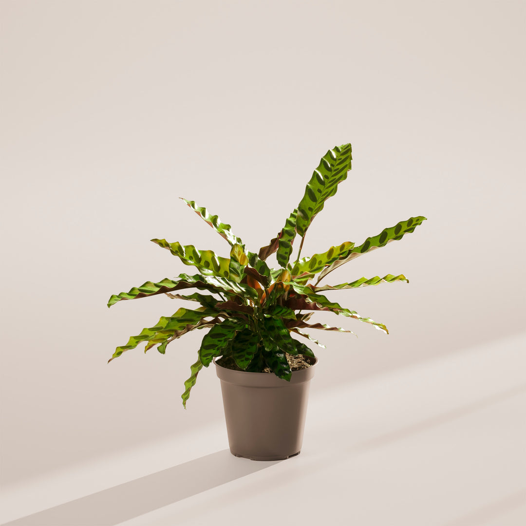 snake prayer plant Calathea Rattlesnake | Rare Prayer Plant