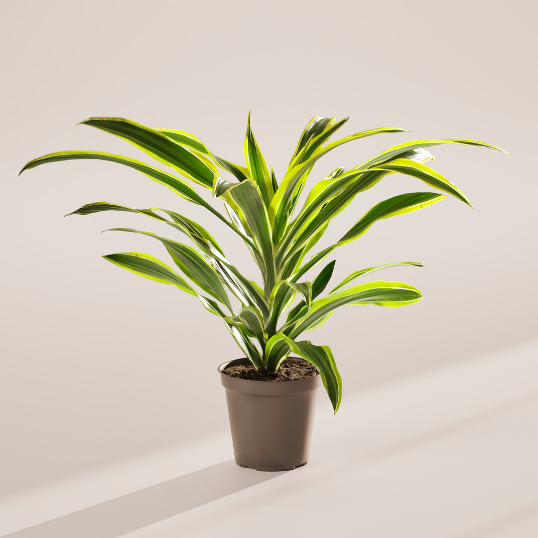 dracaena light green Dracaena Warneckii Lemon Lime For Sale Including Care Guide