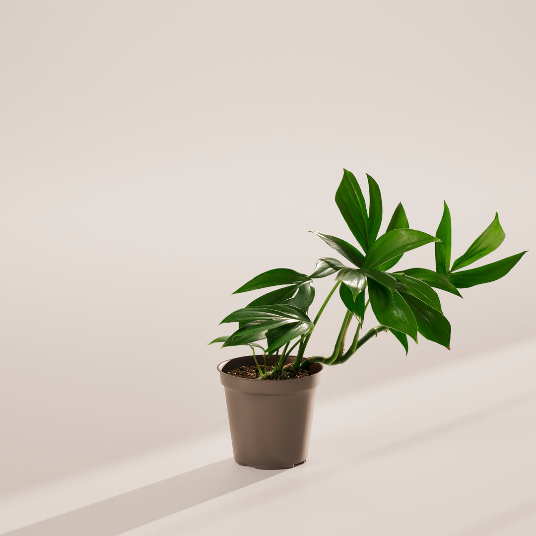 philodendron dragon tail vs rhaphidophora decursiva Rhaphidophora Decursiva (Dragon Tail Plant)