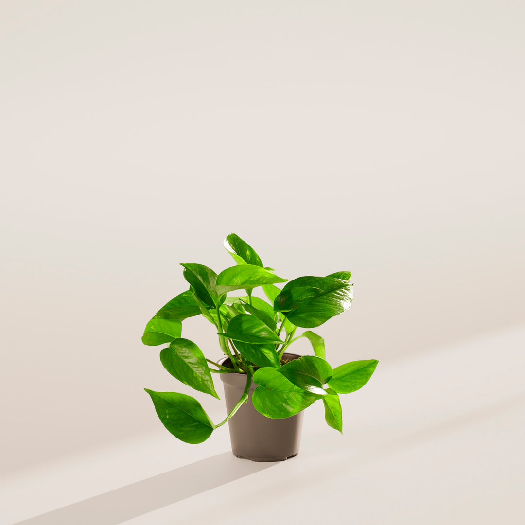 indoor plants pot Golden Pothos For Sale | Indoor Plants