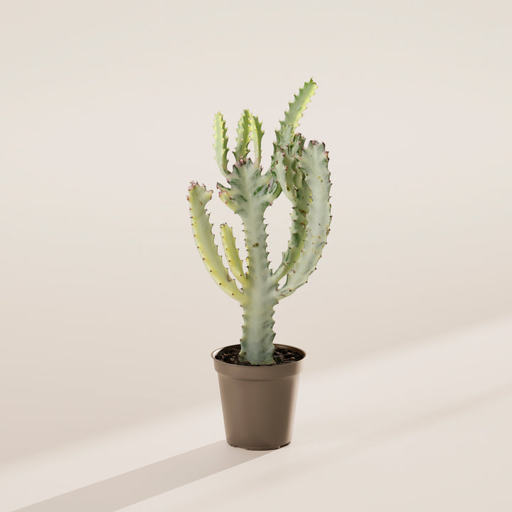 Ghost Cactus