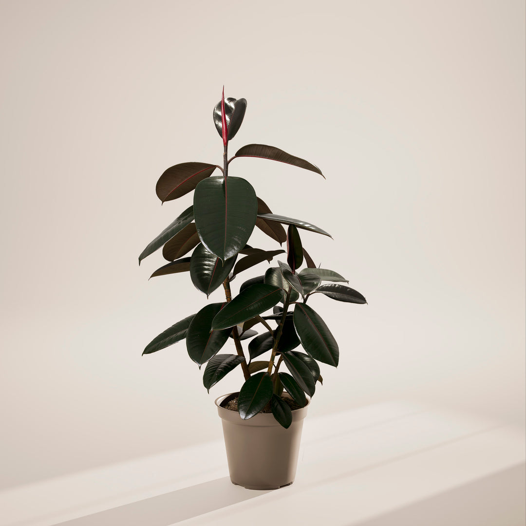 Ficus Elastica - Burgundy Rubber Tree