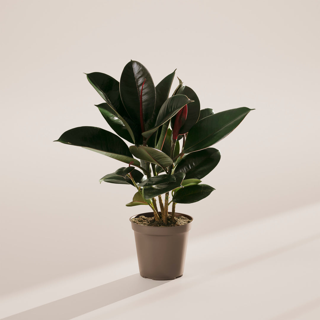 Ficus Elastica - Burgundy Rubber Tree