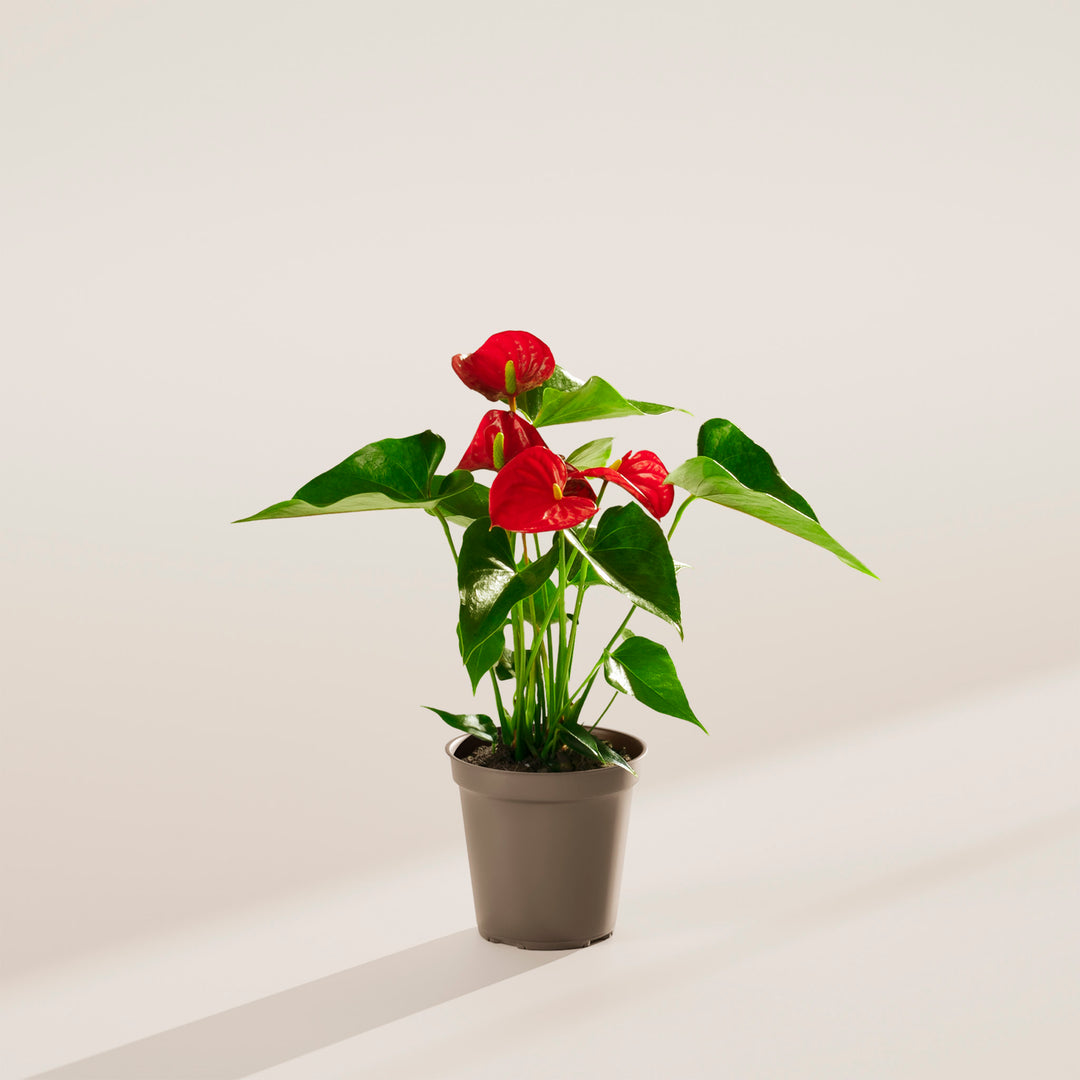 anthurium andraeanum flamingo lily Flamingo Flower For Sale Including Care Guide