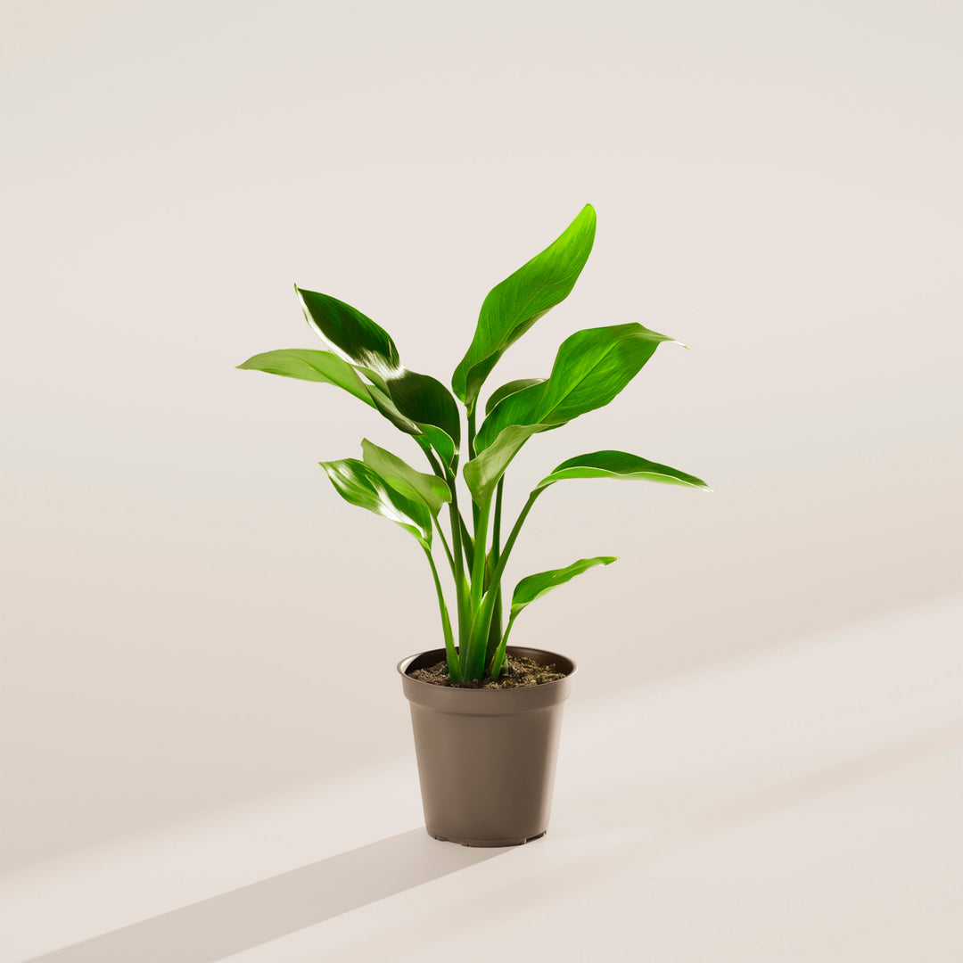 indoor large bird of paradise plant Bird of Paradise for Sale, Presentation & Care Guide Medium / Smart Watering / Coconut