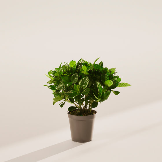 Gardenia Veitchii (Everblooming Gardenia)