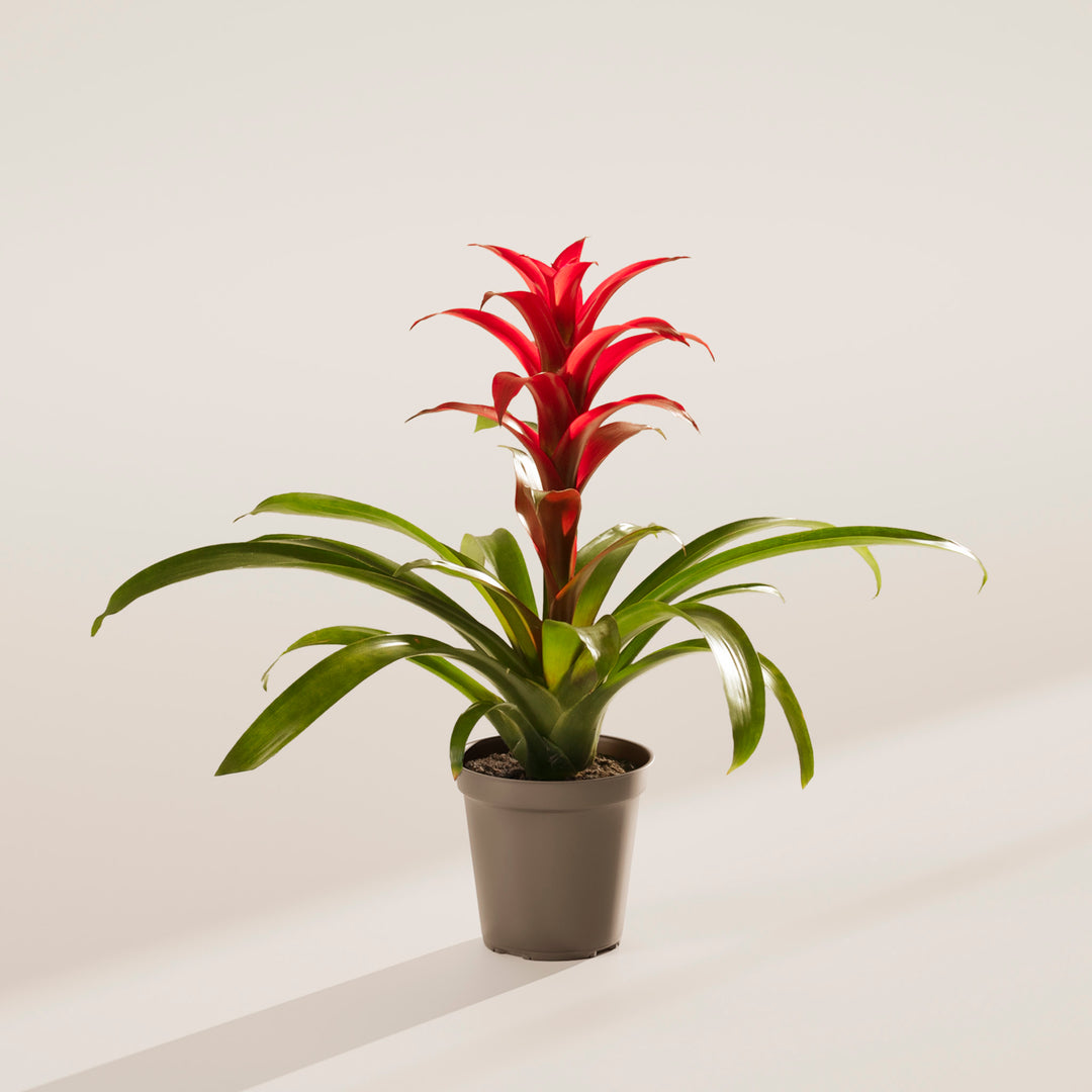 guzmania indoor plant care Bromeliad Guzmania